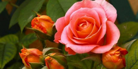 Как да отглеждаме роза - топ 180 снимки, съвети за засаждане, поливане, хранене, размножаване на рози. Тайните на отглеждането в градината